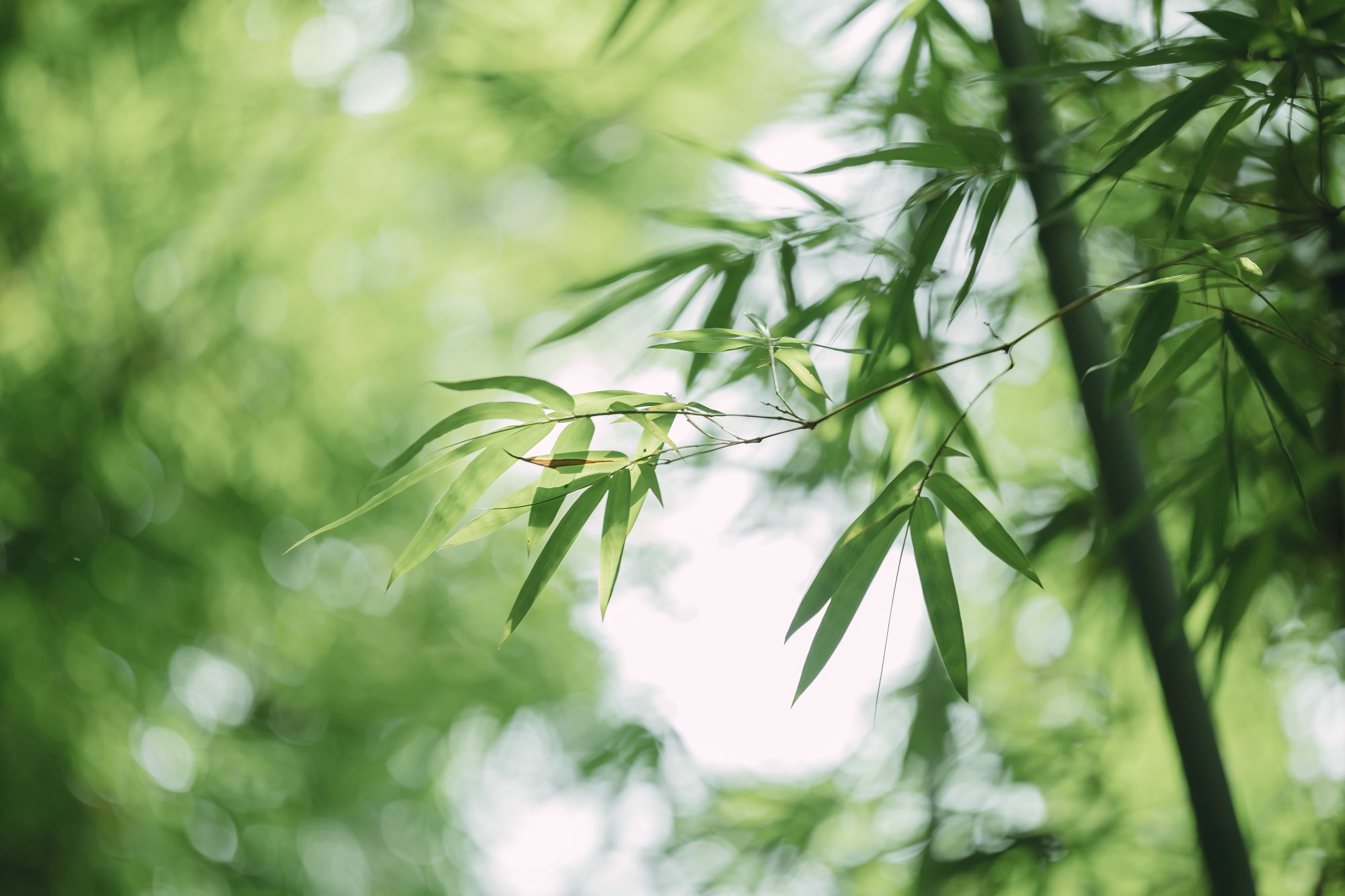 加拿大研究生申请面试,加拿大研究生申请