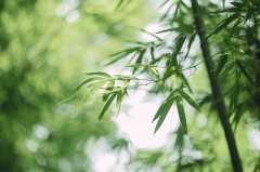 英国本科升学路径选择：预科、国际大一与直申本科的优劣势