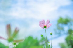 不同预算的留学攻略：15万、30万、50万能去哪儿？