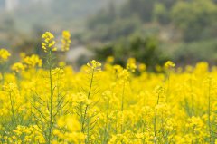 留学选校终极纠结：综合排名vs专业排名，到底该pick谁？