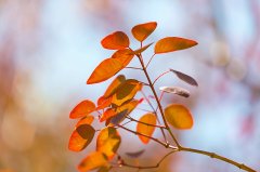 留学常见谣言破解：“留学一定贵”“热门专业一定好就业”？