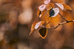 亚洲留学大PK：马来西亚VS新加坡，谁才是你的“本命留学地”？